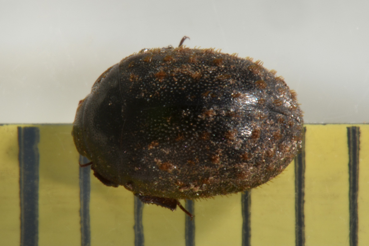 Nosodendridae: Nosodendron fasciculare